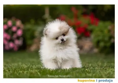 Prelepi stenci pomeranca - 5/6