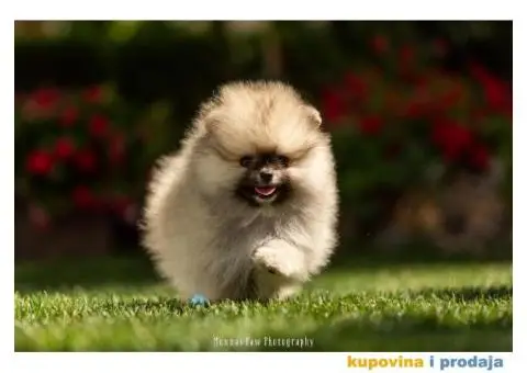 Prelepi stenci pomeranca - 6/6