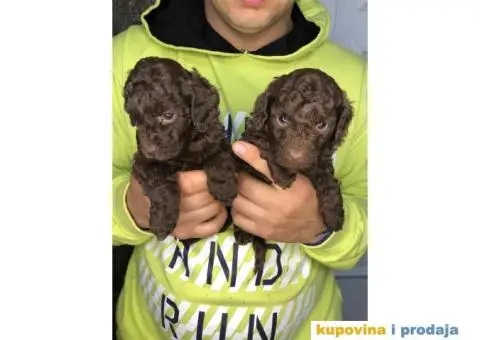 Braon-čokoladne TOY pudle - 1/6