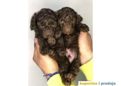 Braon-čokoladne TOY pudle - 2/6