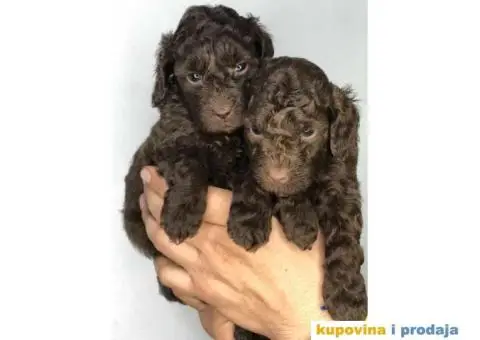 Braon-čokoladne TOY pudle - 3/6