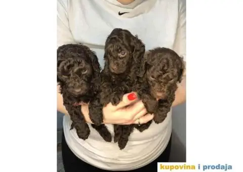 Braon-čokoladne TOY pudle - 4/6