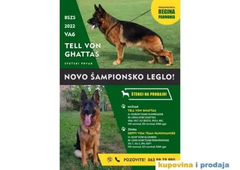NEMAČKI OVČARI - šampionsko poreklo - veliki izbor! - 1/15