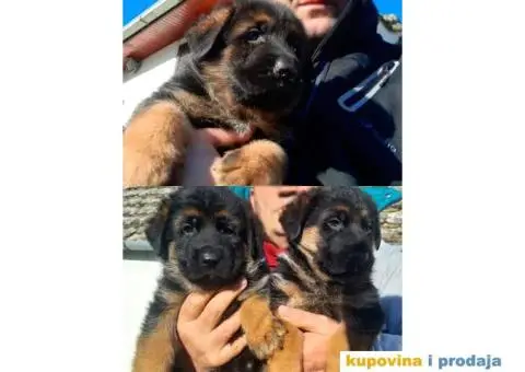 NEMAČKI OVČARI - šampionsko poreklo - veliki izbor! - 2/15