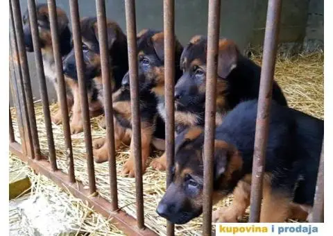 NEMAČKI OVČARI - šampionsko poreklo - veliki izbor! - 3/15