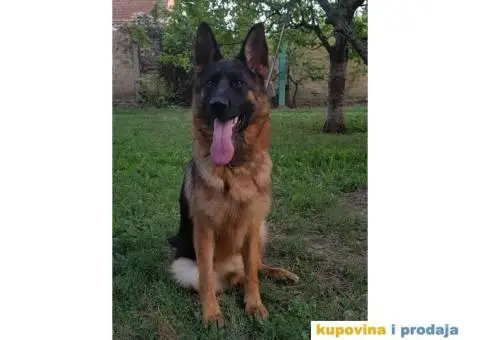 NEMAČKI OVČARI - šampionsko poreklo - veliki izbor! - 7/15