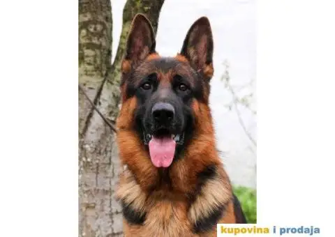 NEMAČKI OVČARI - šampionsko poreklo - veliki izbor! - 8/15