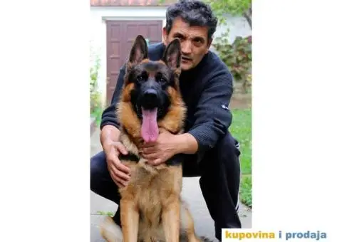 NEMAČKI OVČARI - šampionsko poreklo - veliki izbor! - 10/15