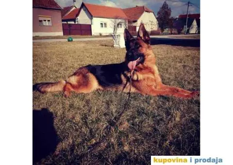 NEMAČKI OVČARI - šampionsko poreklo - veliki izbor! - 13/15