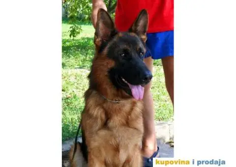 NEMAČKI OVČARI - šampionsko poreklo - veliki izbor! - 15/15