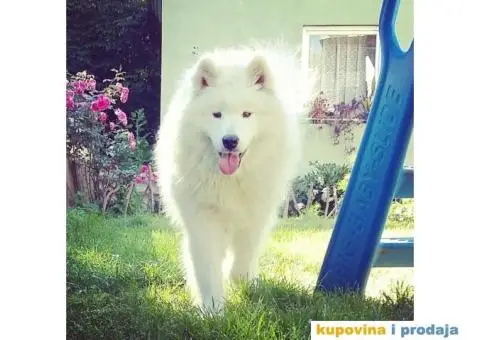 Samojed - 4/4