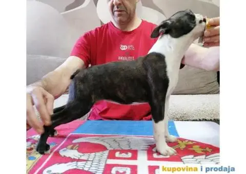 Boston Terijer ženke