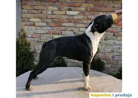 Boston Terijer ženke - 2/2