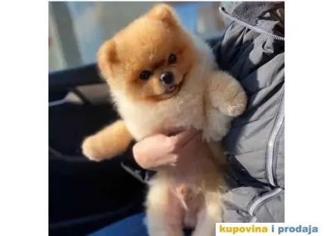 Pomeranci u Pom Hash Starsu dostupni - 1/7