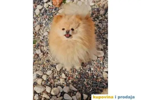 Pomeranci u Pom Hash Starsu dostupni - 2/7