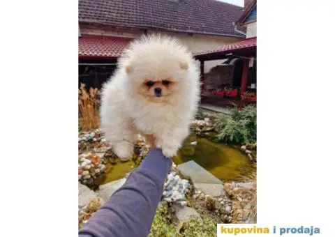 Pomeranci u Pom Hash Starsu dostupni - 4/7