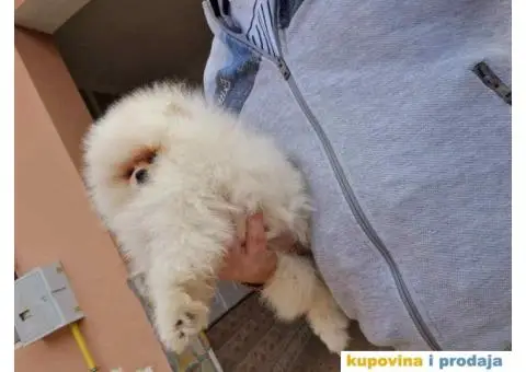 Pomeranci u Pom Hash Starsu dostupni - 5/7