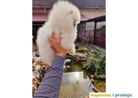 Pomeranci u Pom Hash Starsu dostupni - 6/7