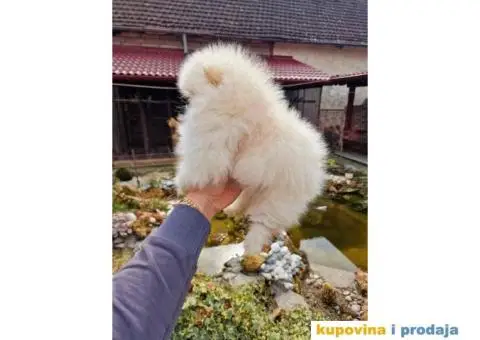 Pomeranci u Pom Hash Starsu dostupni - 7/7