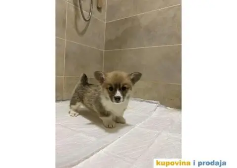 Velški korgi - pembrok PRELEPI štenci - 2/10