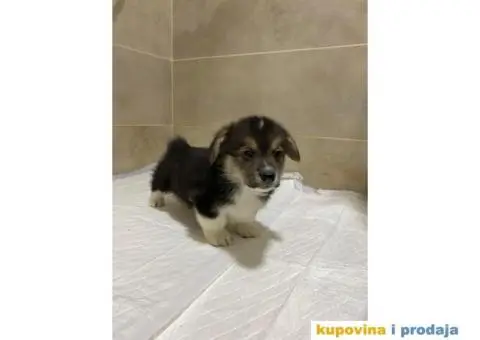 Velški korgi - pembrok PRELEPI štenci - 3/10