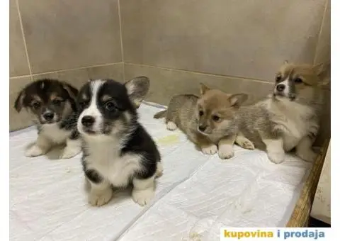 Velški korgi - pembrok PRELEPI štenci - 4/10