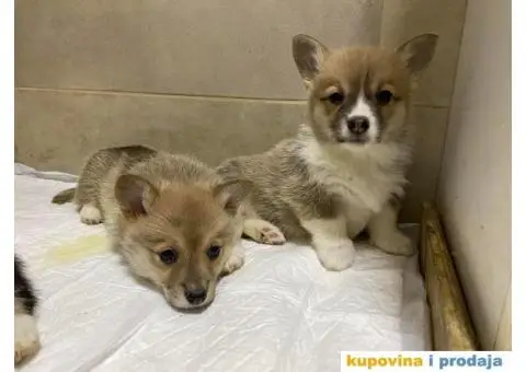 Velški korgi - pembrok PRELEPI štenci - 5/10