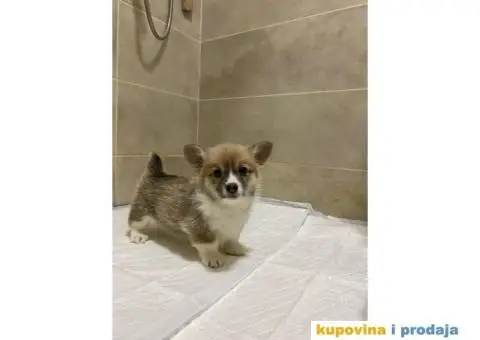 Velški korgi - pembrok PRELEPI štenci - 6/10