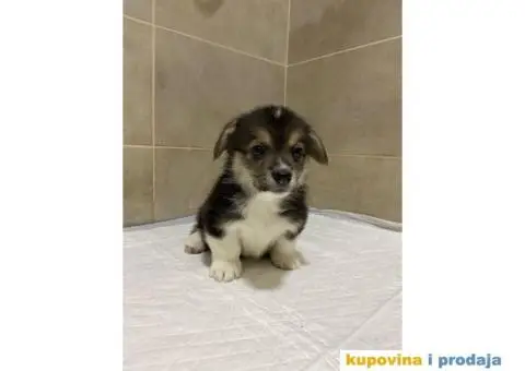 Velški korgi - pembrok PRELEPI štenci - 7/10