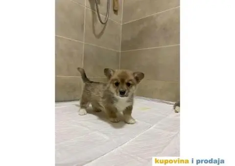 Velški korgi - pembrok PRELEPI štenci - 10/10