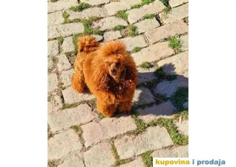 PATULJASTE I TOY PUDLE,   spremne za preuzimanje . Stenci crvene boje, - 2/5