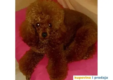 PATULJASTE I TOY PUDLE,   spremne za preuzimanje . Stenci crvene boje, - 3/5