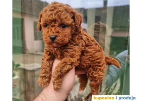 PATULJASTE I TOY PUDLE,   spremne za preuzimanje . Stenci crvene boje, - 4/5