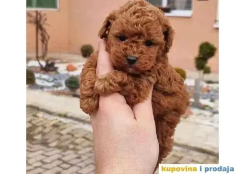 PATULJASTE I TOY PUDLE,   spremne za preuzimanje . Stenci crvene boje, - 5/5