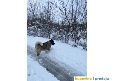 Muzjak Američke akite - 1/6