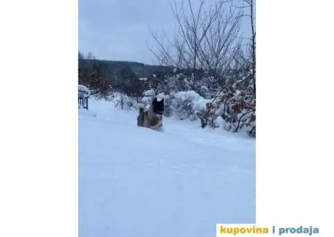 Muzjak Američke akite - 2/6