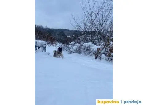 Muzjak Američke akite - 3/6