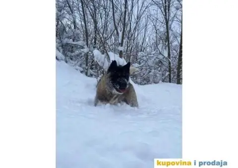 Muzjak Američke akite - 4/6