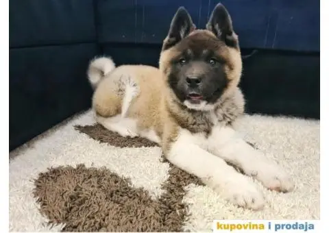 Muzjak Američke akite - 5/6