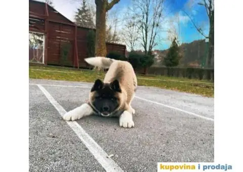 Muzjak Američke akite - 6/6