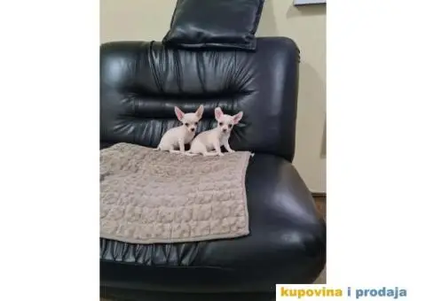 Mikro CIVAVE spremne za preuzimanje - 1/8