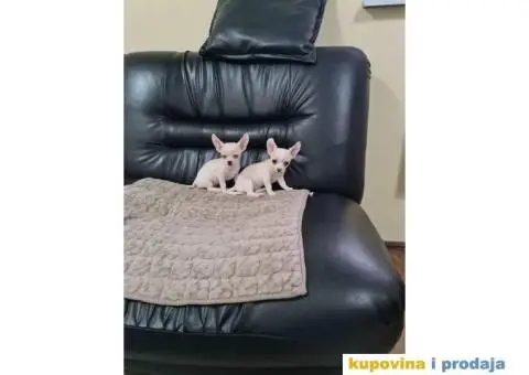 Mikro CIVAVE spremne za preuzimanje - 3/8