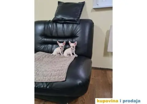 Mikro CIVAVE spremne za preuzimanje - 6/8