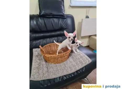 Mikro CIVAVE spremne za preuzimanje - 8/8