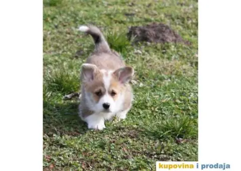 Velški korgi pembrok štenci - 1/9