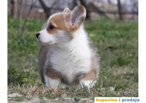 Velški korgi pembrok štenci - 2/9