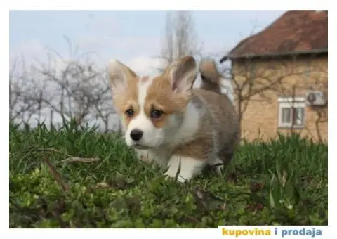 Velški korgi pembrok štenci - 3/9