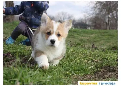 Velški korgi pembrok štenci - 4/9