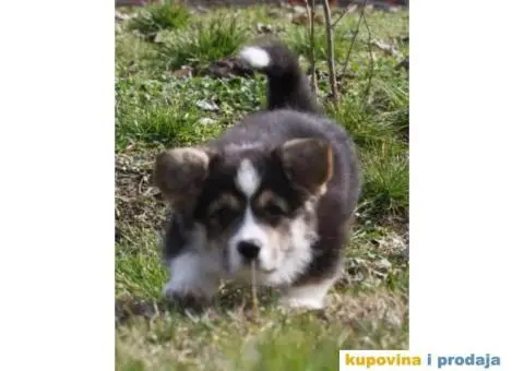 Velški korgi pembrok štenci - 5/9