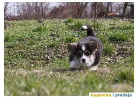 Velški korgi pembrok štenci - 6/9